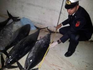 600кг красного тунца конфисковано в Неаполе