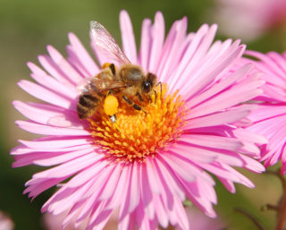 Ботанический сад Пизы. Пчела на цветке