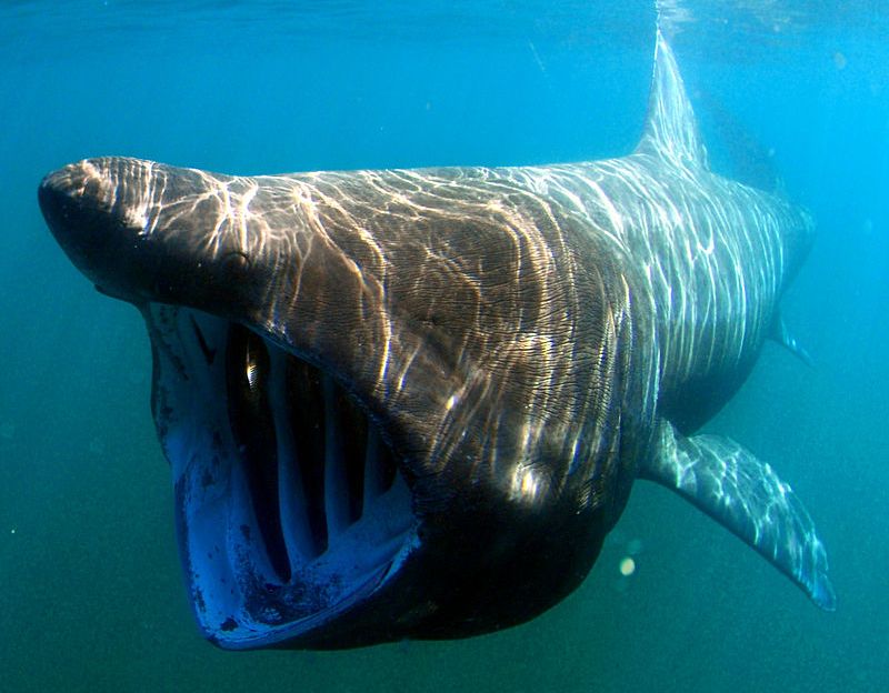 Гигантская акула-слон Cetorhinus maximus