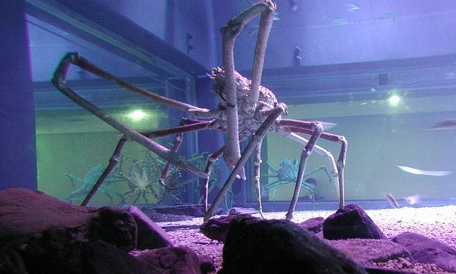 Spider crab at the Kaiyukan Aquarium in Osaka, Japan