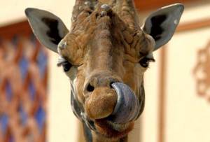 Биопарк в Риме: «Его высочество жираф»